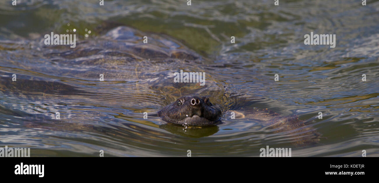 Schwenkbare dosenschildkröte Schwimmen, Pilanesberg National Park, Südafrika Stockfoto