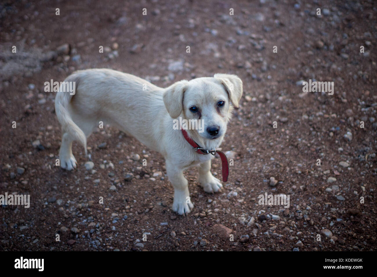 Streunender weißer hund welpe Labrador traurig an einem Dorf Feldweg verlassen Stockfoto