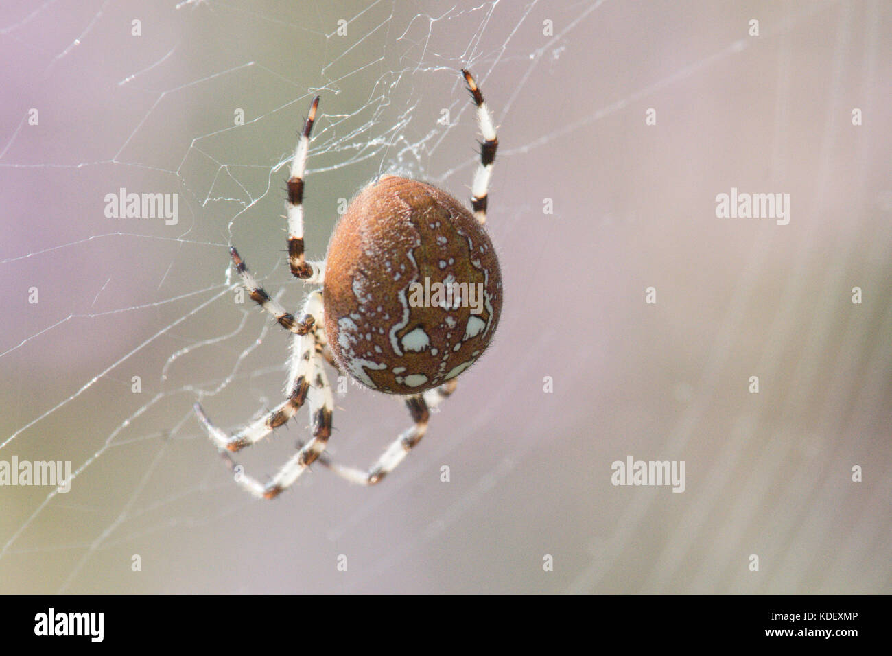 Spider, Araneus quadratus, die vier Spots orb - Weber, weiblich, Sussex, UK. August, Stockfoto