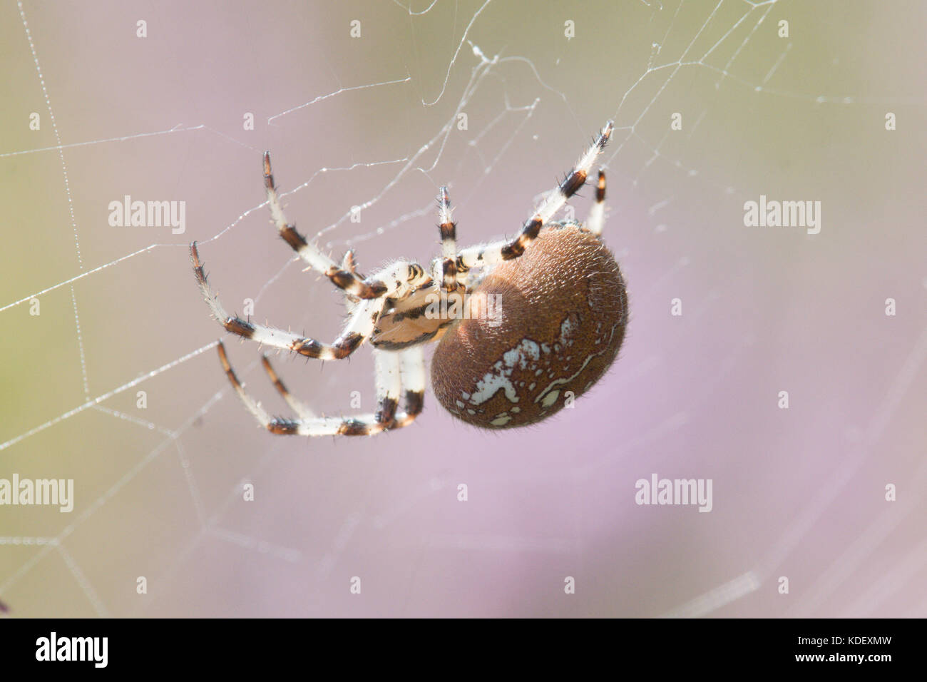 Spider, Araneus quadratus, die vier Spots orb - Weber, weiblich, Sussex, UK. August, Stockfoto