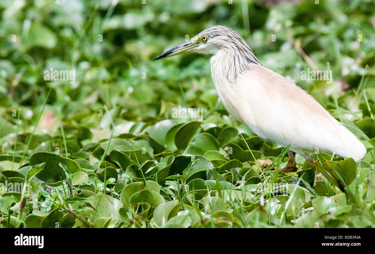 Squacco Heron (ardeola ralloides) wandern durch grüne Pflanzen in Marsh Stockfoto