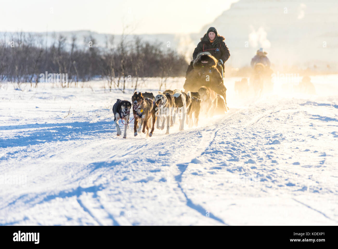 Hundeschlitten in die verschneite Landschaft von Kiruna, Norrbottens Län, Lappland, Schweden Stockfoto