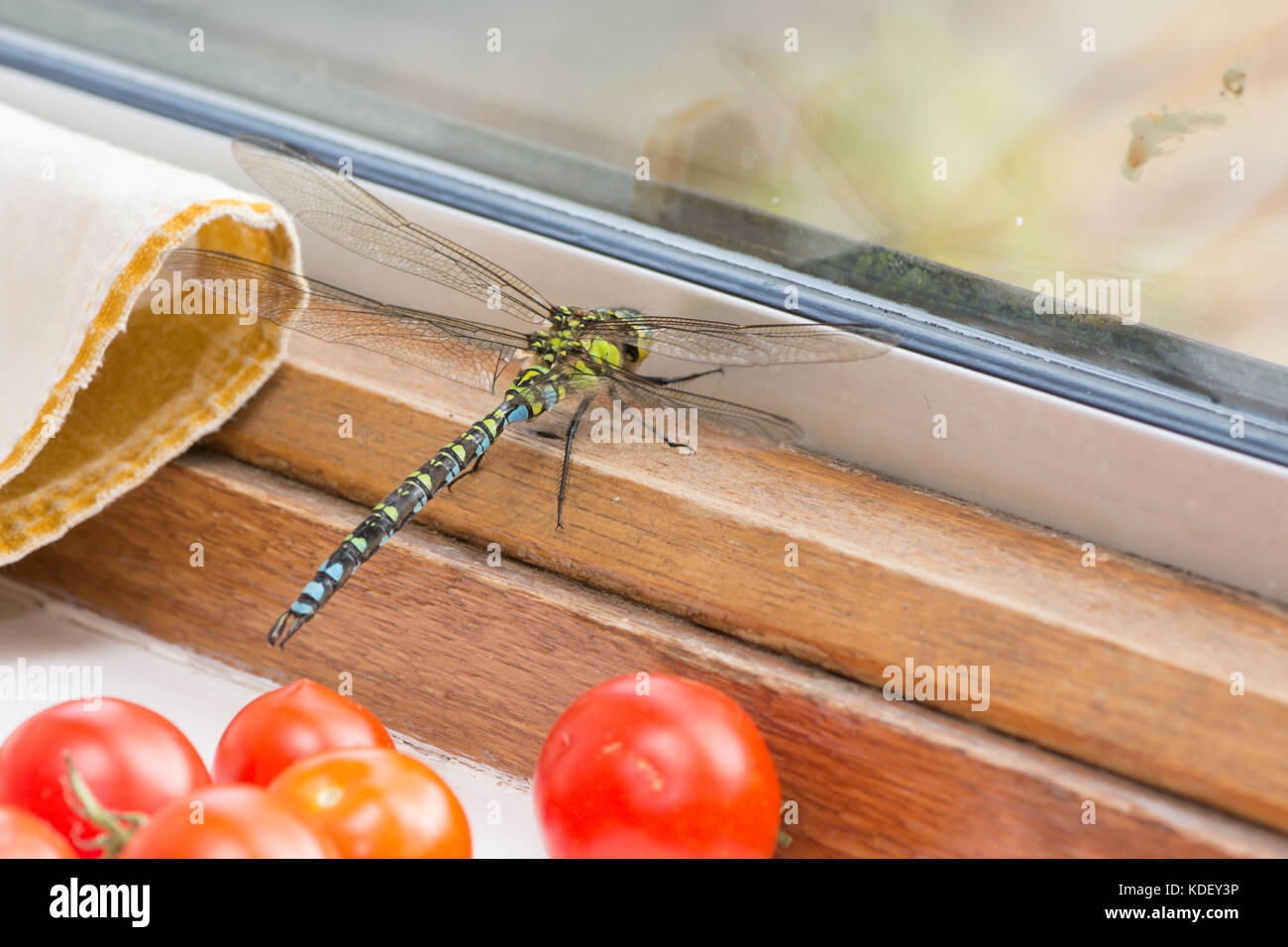 Southern Hawker, Dragonfly, Aeshna cyanea, männlich, gefangen im Innenbereich Fenster, Sussex, UK, August. Stockfoto