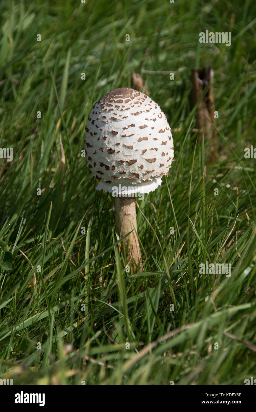 Sonnenschirm Pilzzucht auf National Trust Eigenschaft an Stonebarrow Hill, Charmouth, Dorset, Großbritannien Stockfoto
