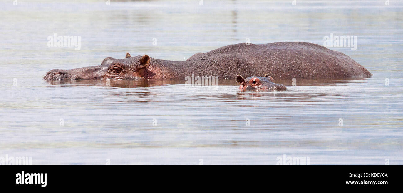 Nach Flusspferd (hippopotamus amphibius) in Wasser mit Baby Stockfoto