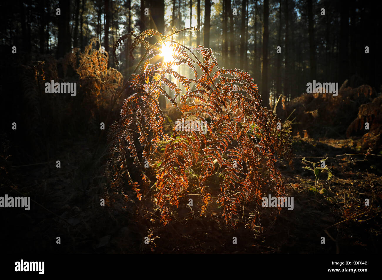 Low glow in der Farne Stockfoto