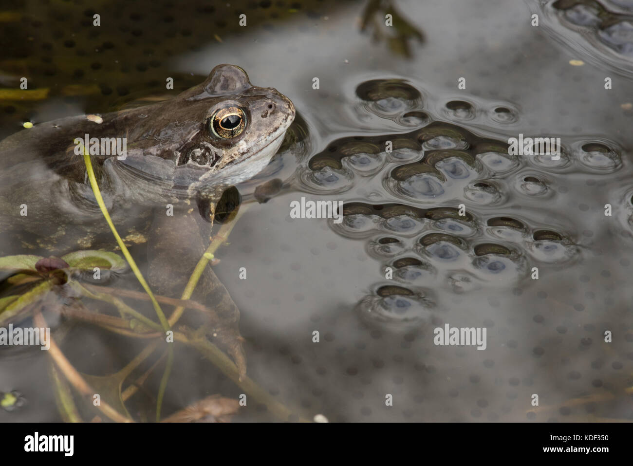 Frosch im teich Fotos und Bildmaterial in hoher Auflösung Alamy