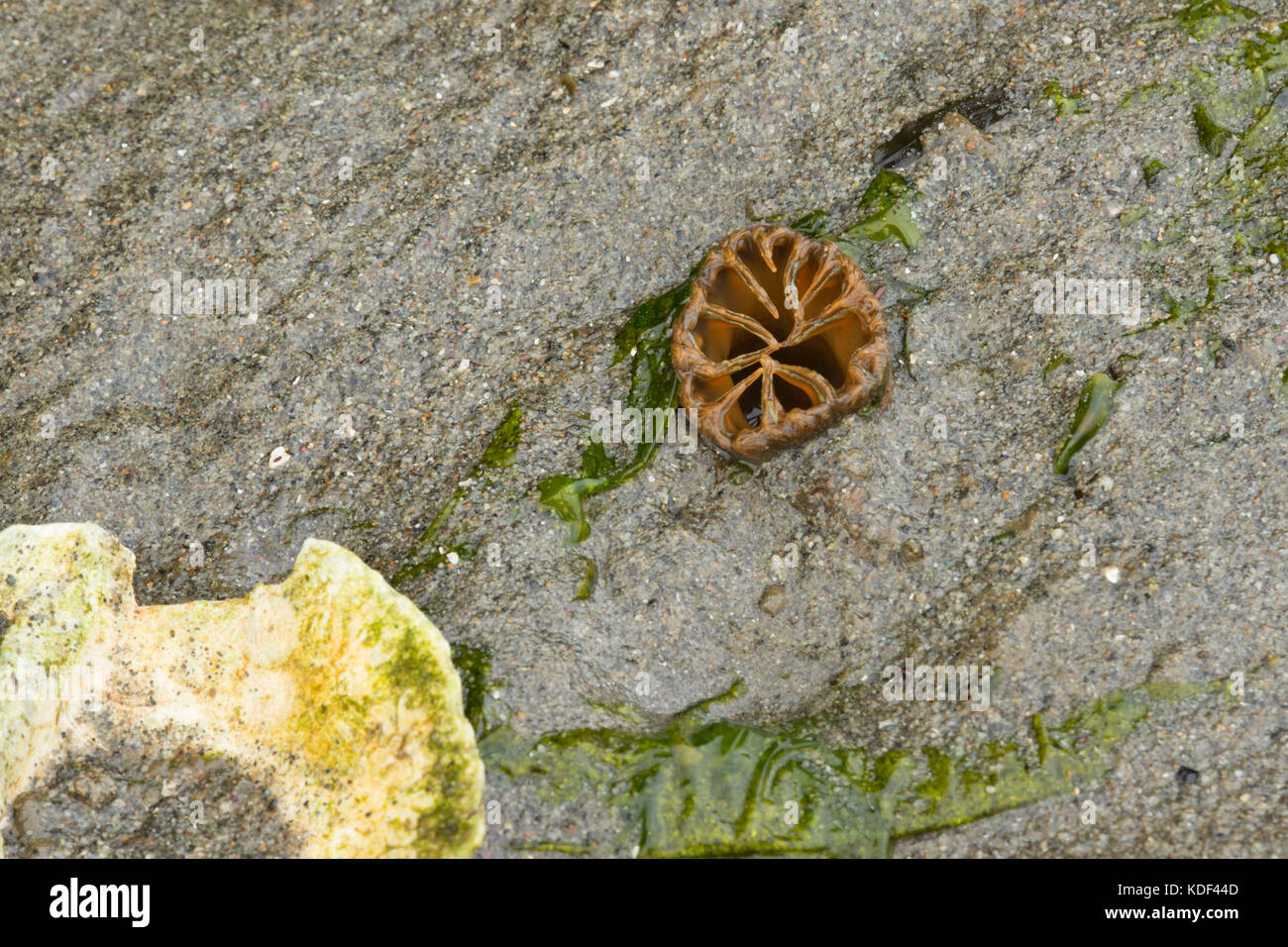 Clam, Fort Townsend historische State Park, Washington Stockfoto