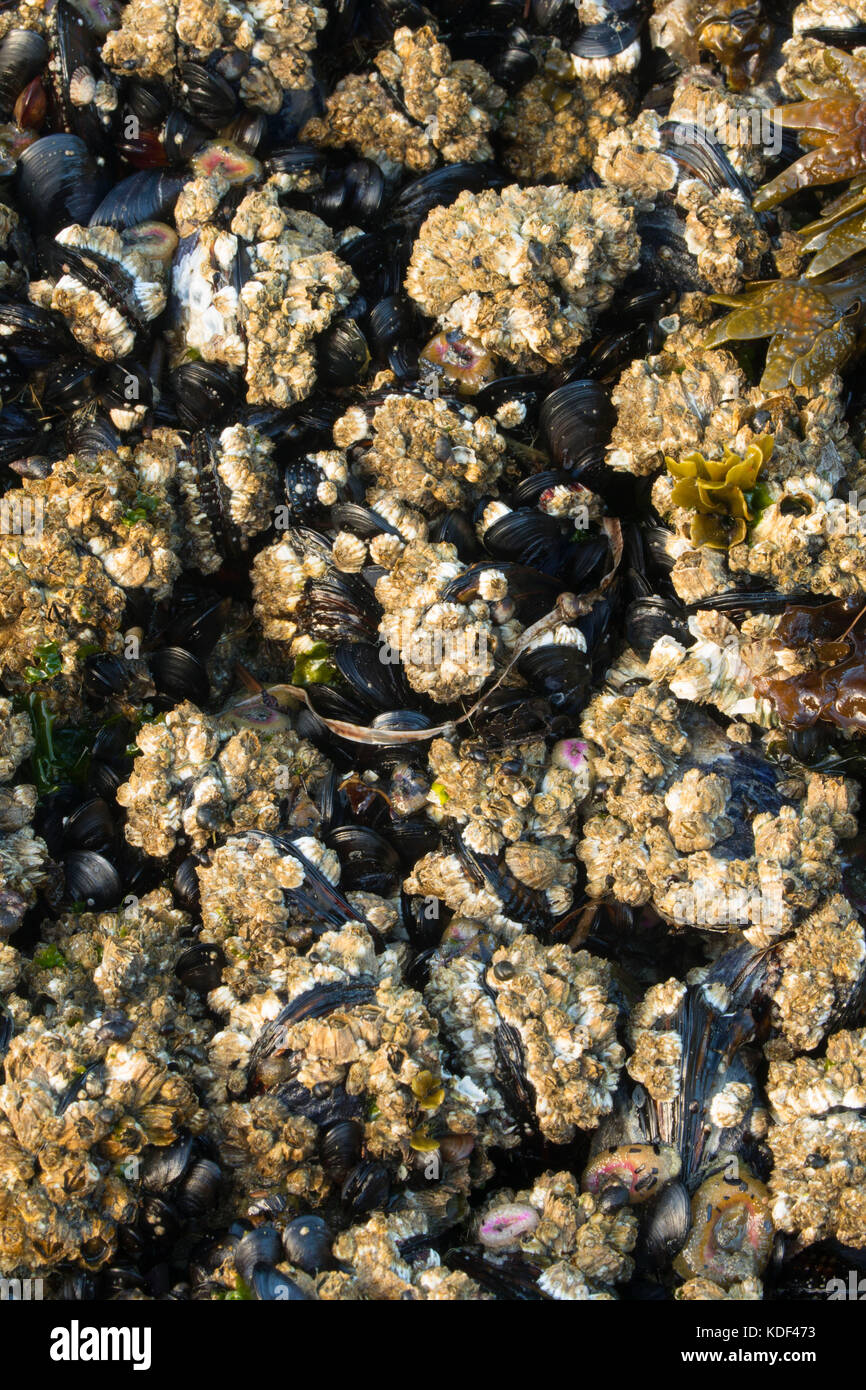 Muscheln und Seepocken, Salt Creek Recreation Area, Straße von Juan de Fuca Scenic Byway, Clallam County, Washington Stockfoto