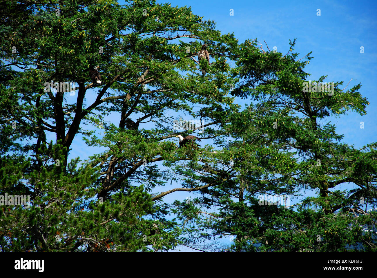 Adler barsch auf einem Baum auf Quadra Island in der Nähe von Vancouver Island, Kanada Stockfoto