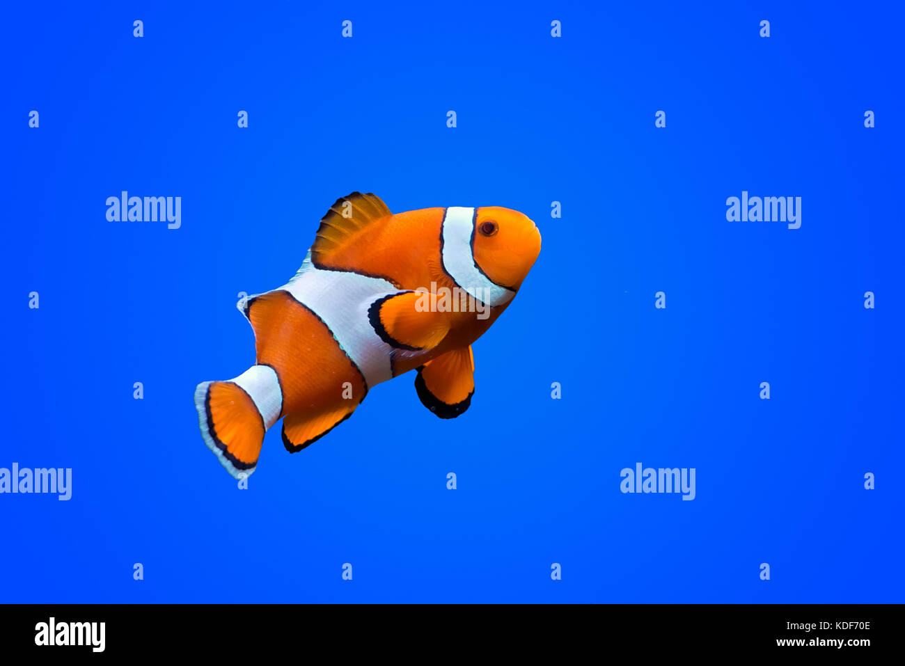 Amphiprioninae clown Fisch auf tiefblaue Meer Farbe Hintergrund Stockfoto