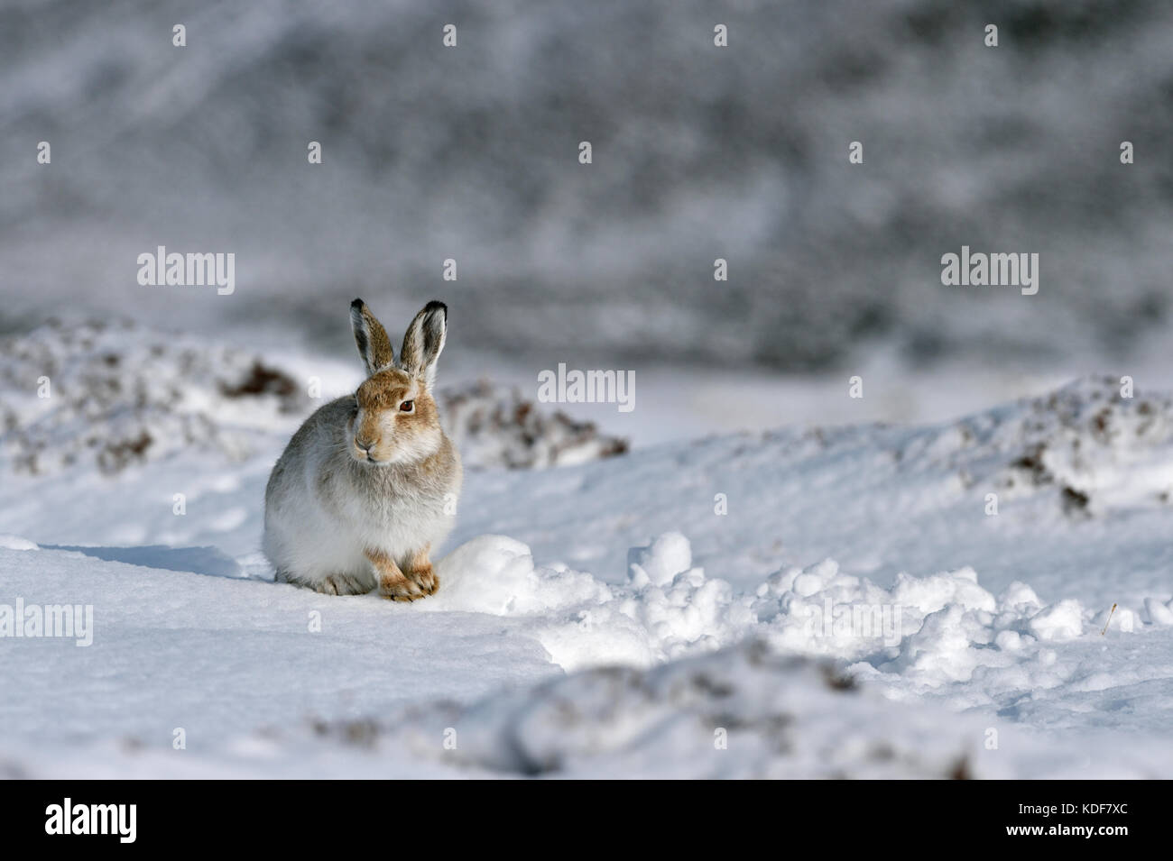 Schneehase (Lepus timidus) Großbritannien Stockfoto