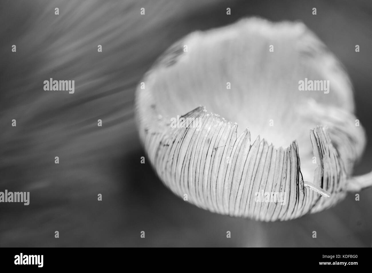 Pilz in Schwarz und Weiß Stockfoto
