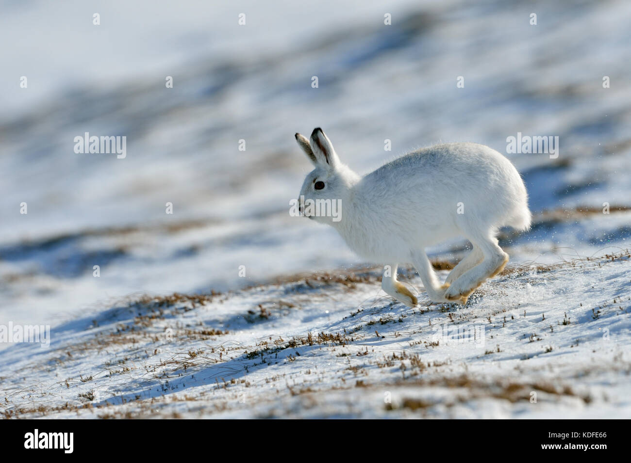 Schneehase (Lepus timidus) Großbritannien Stockfoto