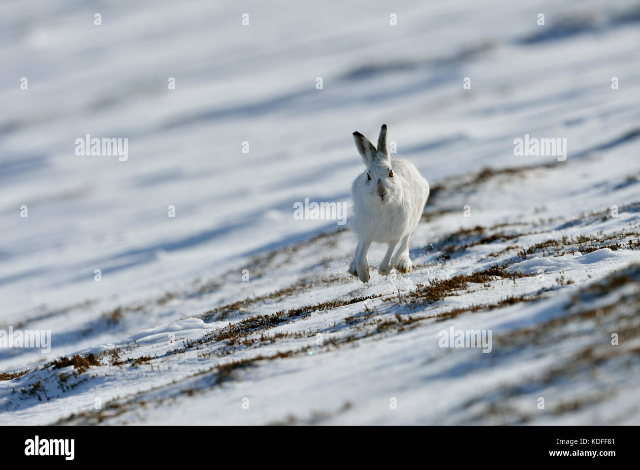Schneehase (Lepus timidus) Großbritannien Stockfoto