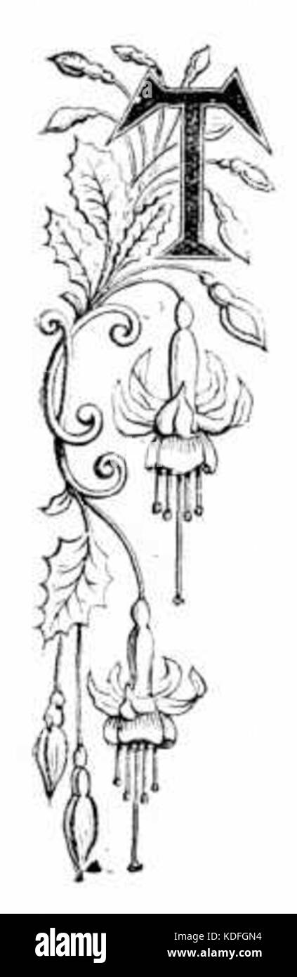 Buchstaben T und Fuschias Stockfoto