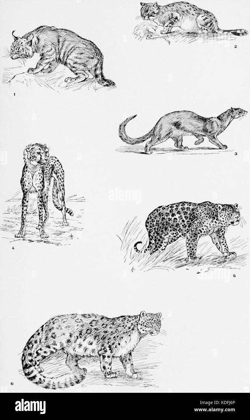 NIE 1905 Cat Wild Cats Stockfoto