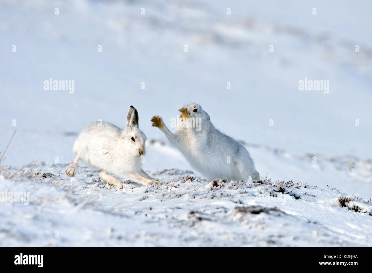Schneehase (Lepus timidus) Großbritannien Stockfoto