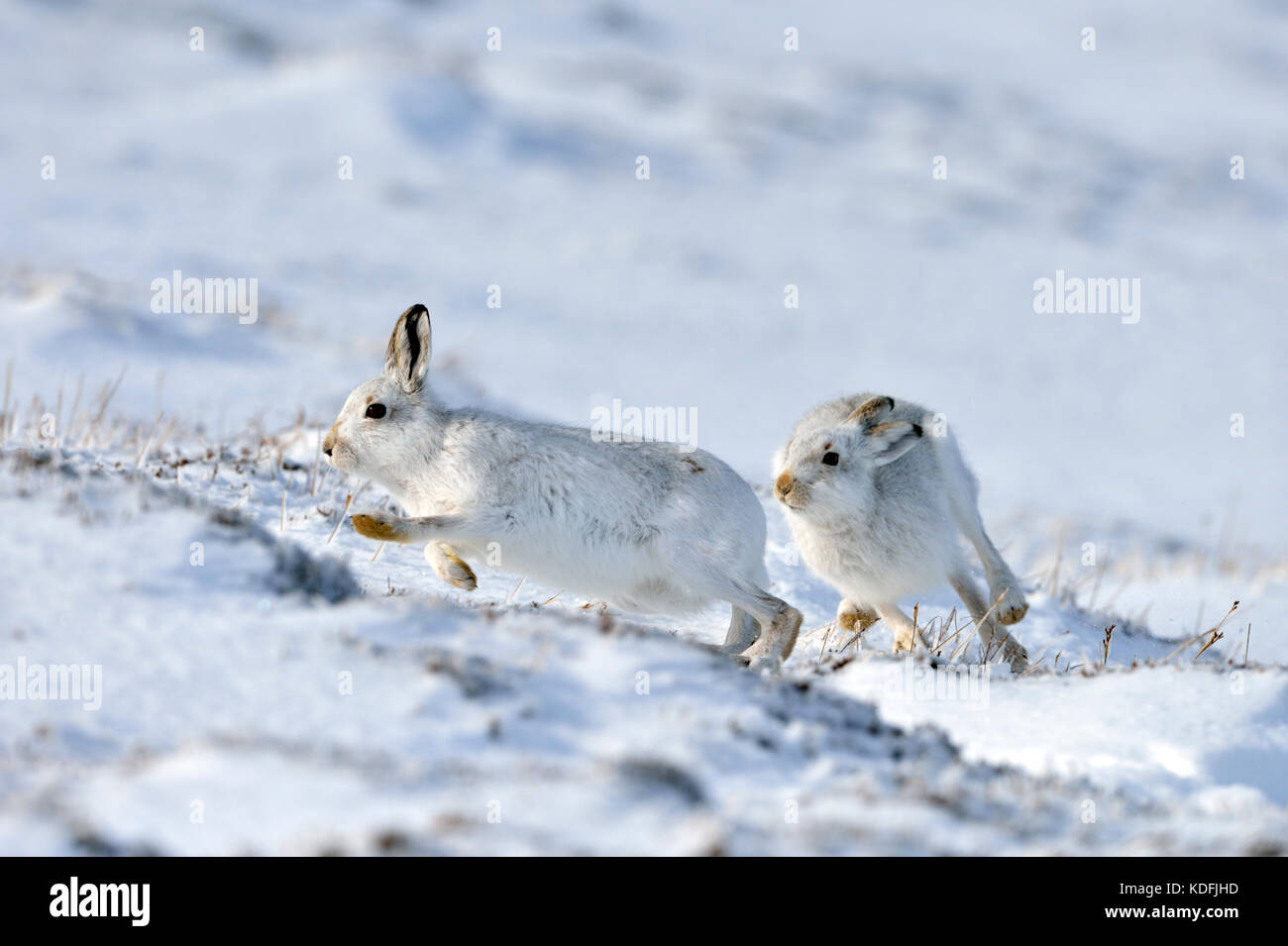 Schneehase (Lepus timidus) Großbritannien Stockfoto