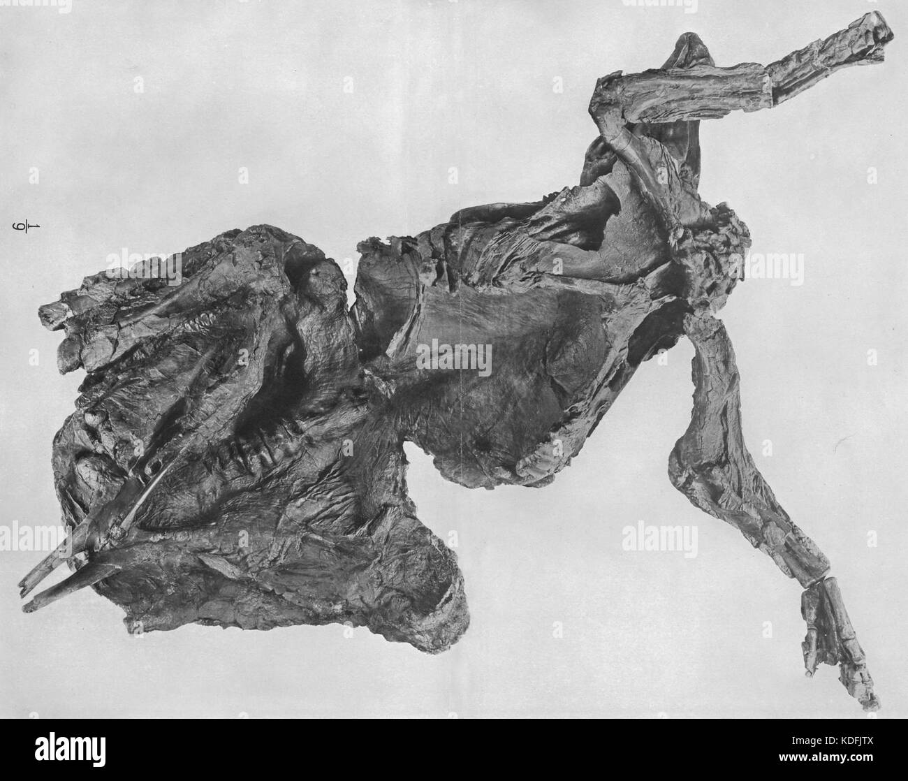 Pasta mumifizierte trachodon AmMusNatHist Stockfoto