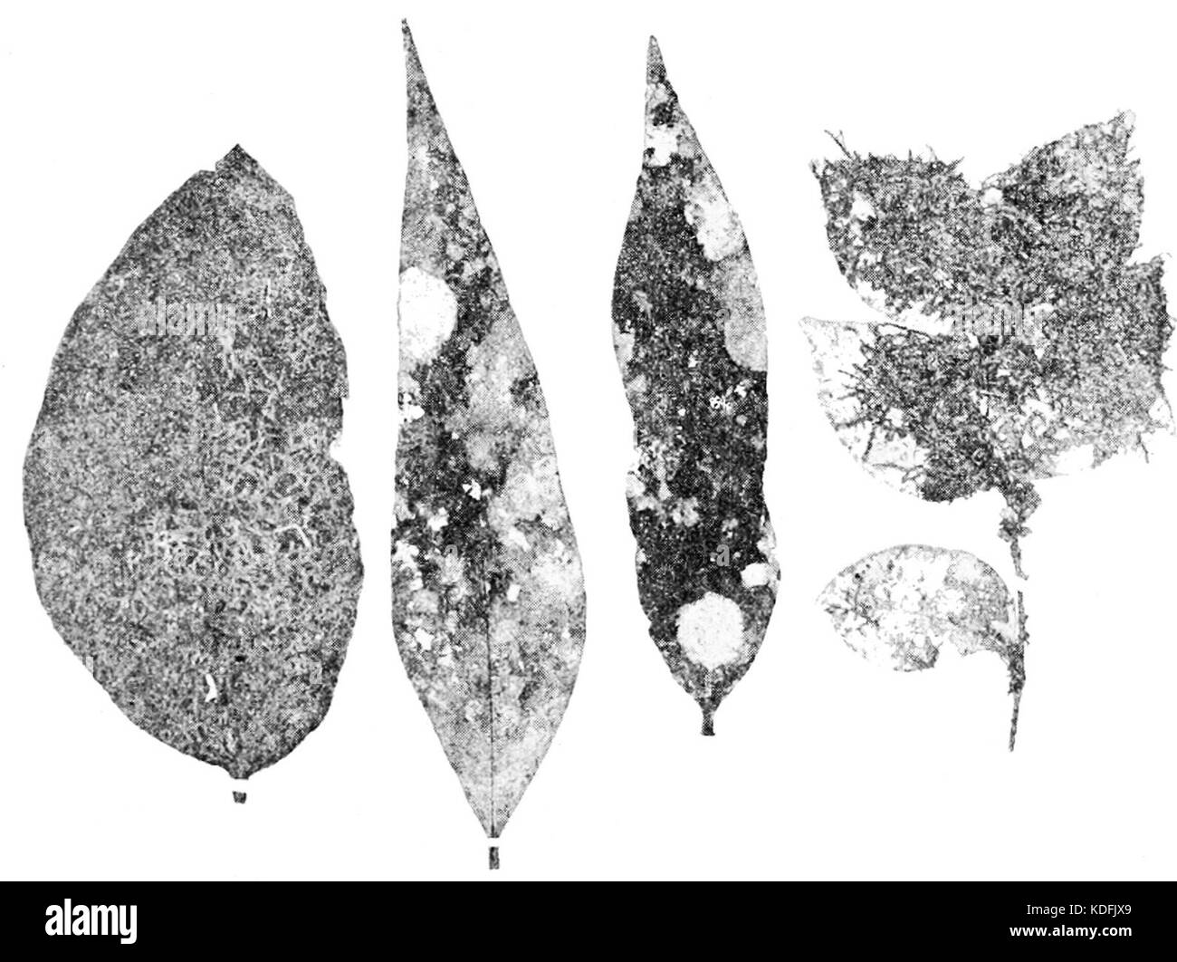 Dieses wissenschaftliche Bild zeigt epiphytische Flechten und Leberwürze, die auf lebenden Blättern wachsen, und veranschaulicht die symbiotische Beziehung zwischen Pflanzen und diesen kleinen, nicht-vaskulären Organismen. Stockfoto