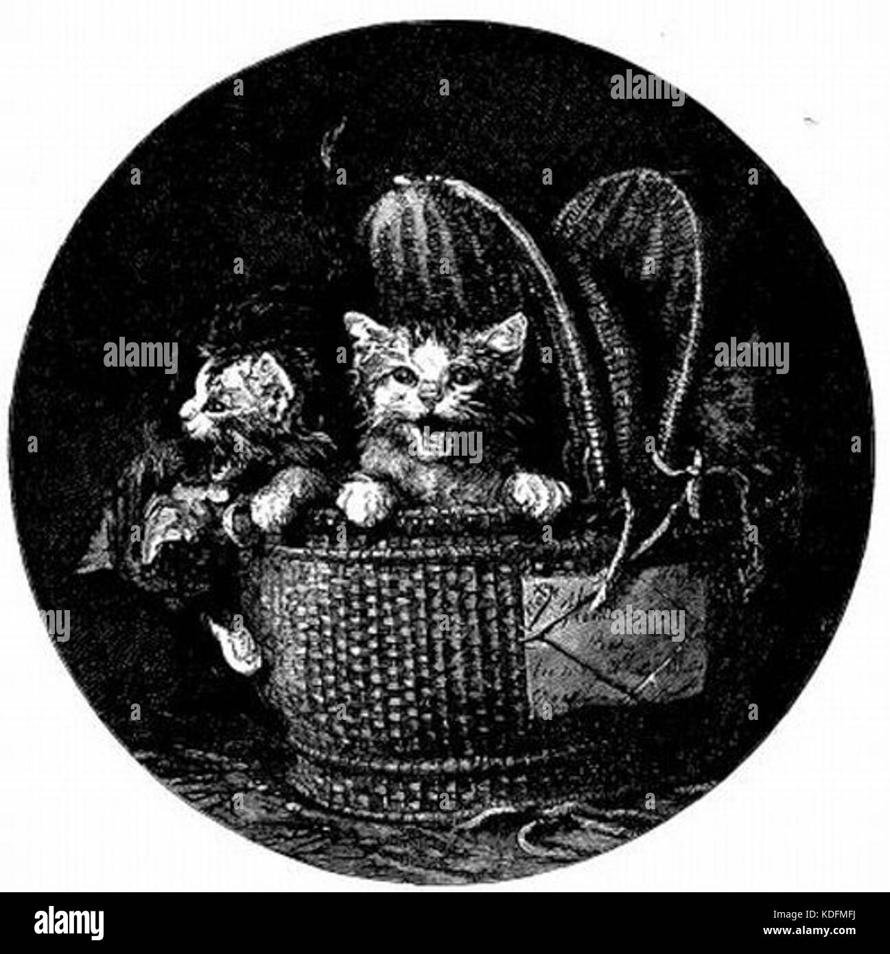 Kätzchen im Korb Stockfoto