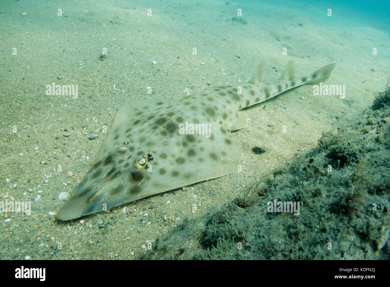 Chola Guitarfish (Pseudobatos percellens) aus Ilhabela, SP, Brasilien Stockfoto
