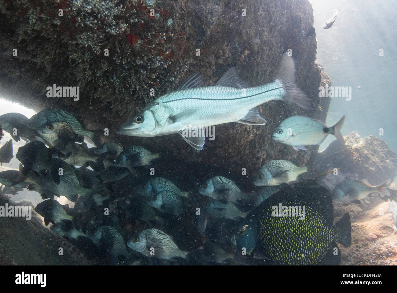 Ein fettes Snook (centropomus Parallelus) aus ilhabela, SP, Brasilien Stockfoto