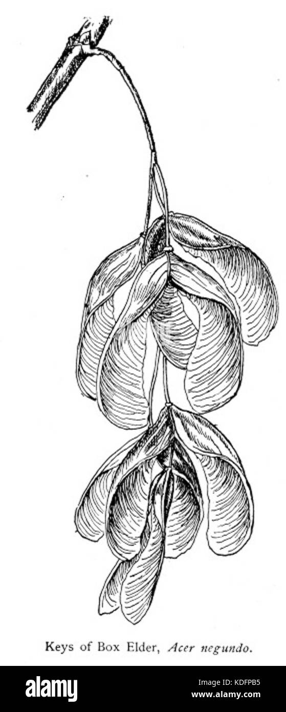 Manitoba ahorn Tasten Stockfoto