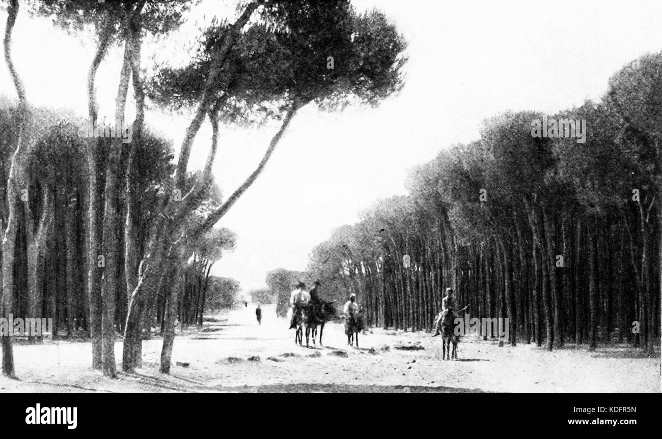 SL 1914 D052 unter den Pinien des Kaps von Beirut Stockfoto