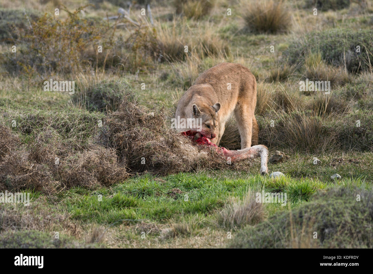 what eats a puma