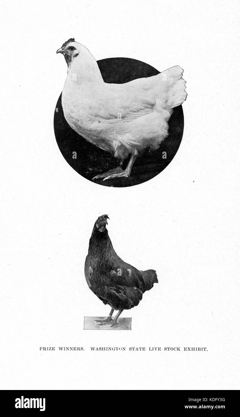 Bericht der Alaska Yukon Pacific Exposition Kommission des Staates Washington Seite 118 Stockfoto