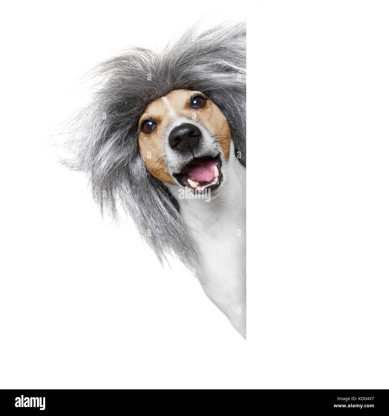 Smart und intelligent dumm oder Nerd Jack Russell Hund trägt ein graues Haar Perücke, auf weißem Hintergrund Stockfoto