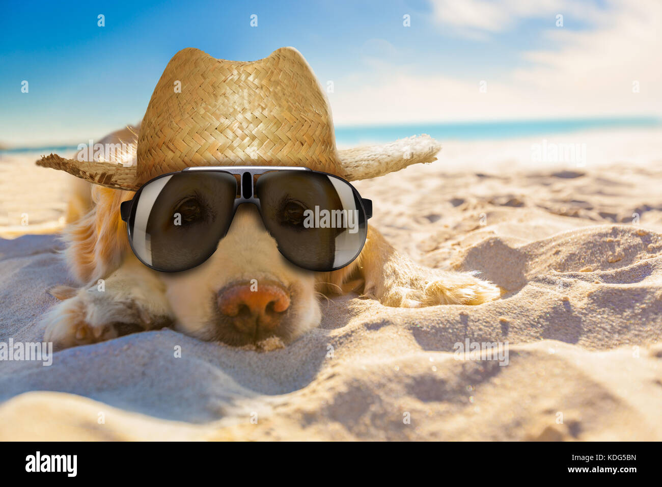 Golden Retriever Hund entspannen, sich ausruhen, oder schlafen am Strand, für den Ruhestand oder in den Ruhestand Stockfoto