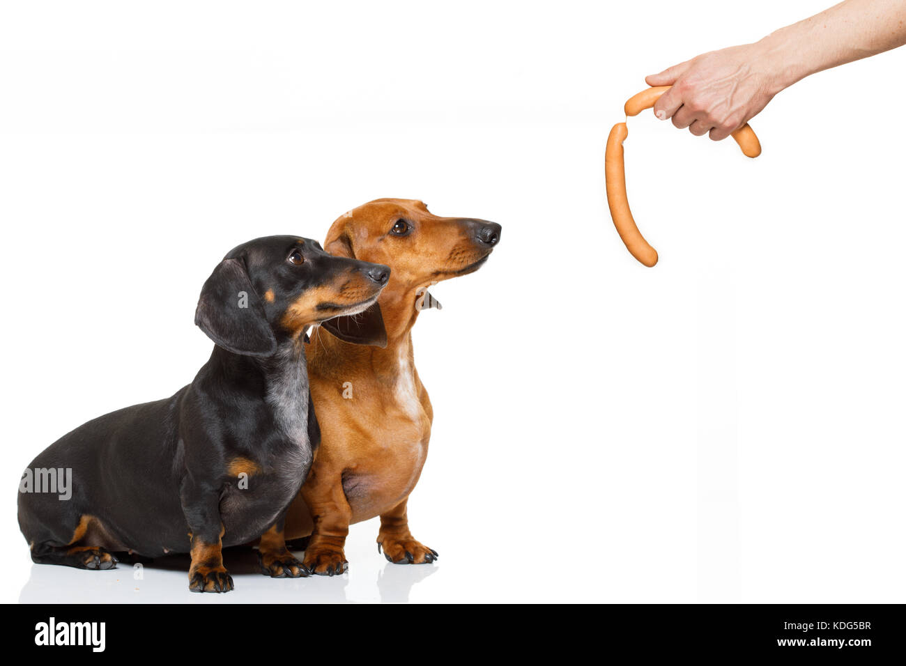 Hungrig paar Dackel wurst Hunde, für die eine Festlichkeit Wiener durch seinen Inhaber, auf weißem Hintergrund, für eine Mahlzeit oder Essen Stockfoto