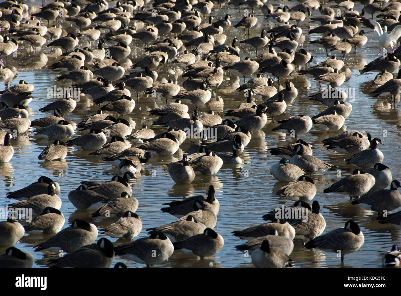 Schwarm Kanadagänse ruht auf teilweise zugefrorenen See IN TEXAS Stockfoto