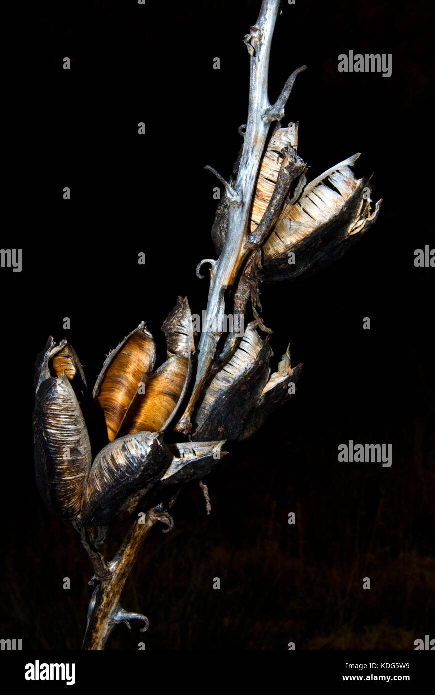 Getrocknet yucca Samenkapseln Nahaufnahme Stockfoto