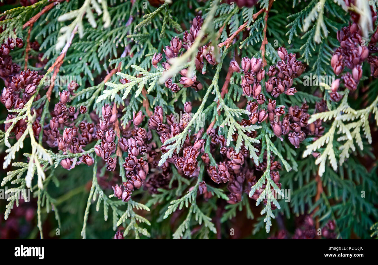 Schne Zweige und Frchte des Lebensbaums, Thuja occidentalis Sorte  Stockfotografie - Alamy