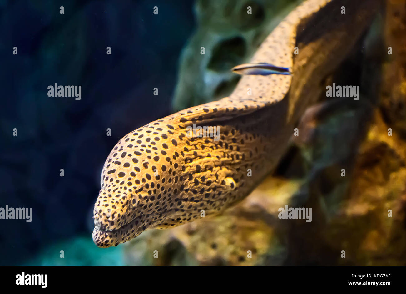 Muräne ist eine sehr starke und gefährliche Meerestiere, der tödlichen Gefahr für Taucher. Stockfoto