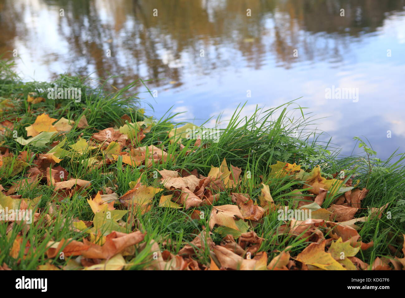 Herbst Blätter auf dem Rasen neben einem See in Hampstead Heath Stockfoto