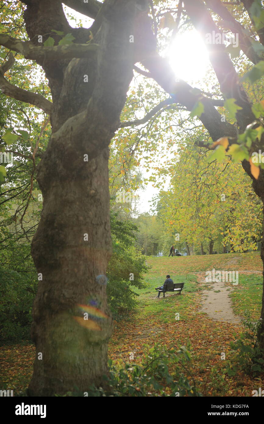 Hampstead Heath, Herbst tress. Stockfoto