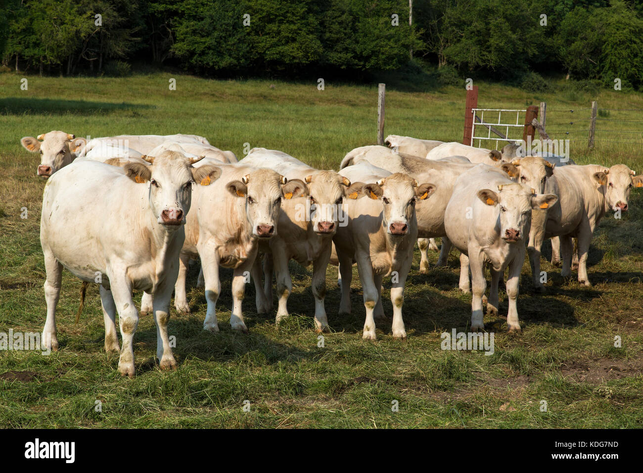 Charolais Herde von weißen Rindern in der Normandie Frankreich Stockfoto
