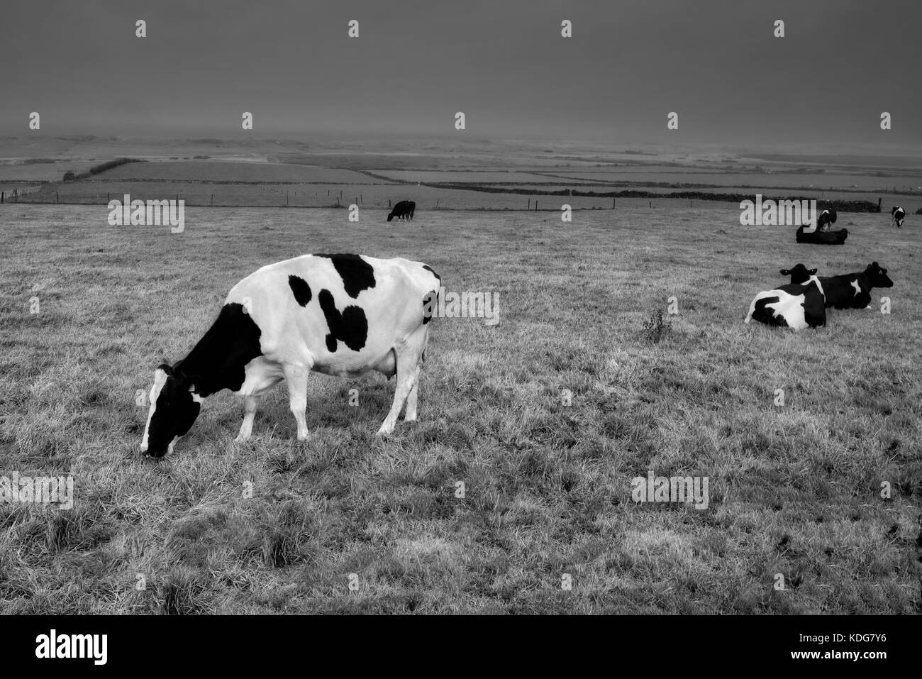 Friesische Holsteiner Milchkühe. County Kerry, Irland Stockfoto
