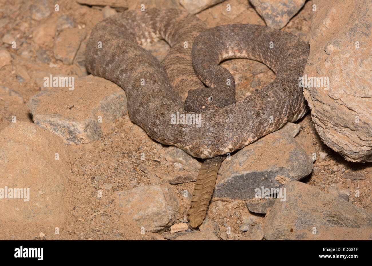 Südwesten gefleckte Klapperschlange (Crotalus pyrrhus) von Maricopa County, Arizona, USA. Stockfoto
