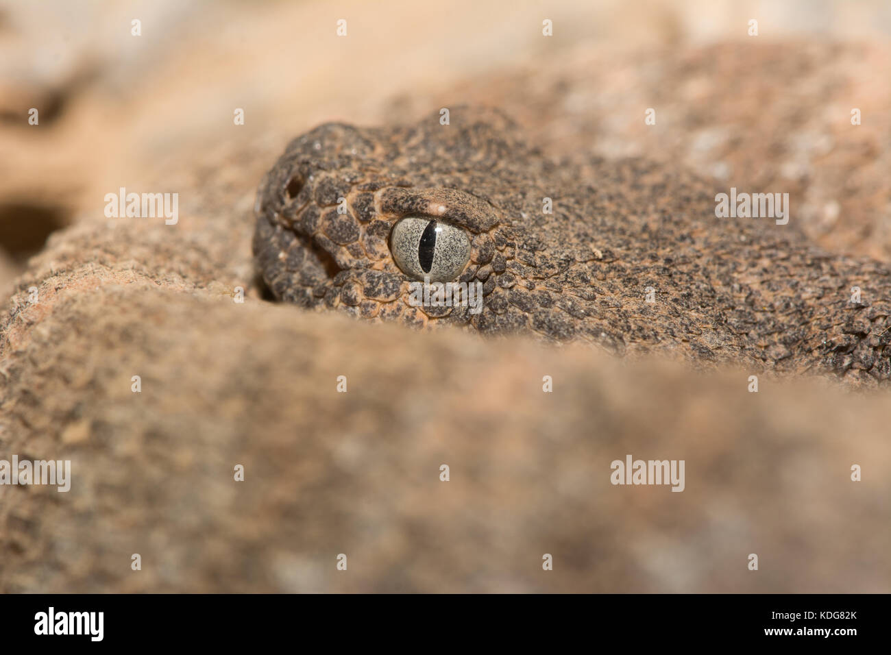 Südwesten gefleckte Klapperschlange (Crotalus pyrrhus) von Maricopa County, Arizona, USA. Stockfoto