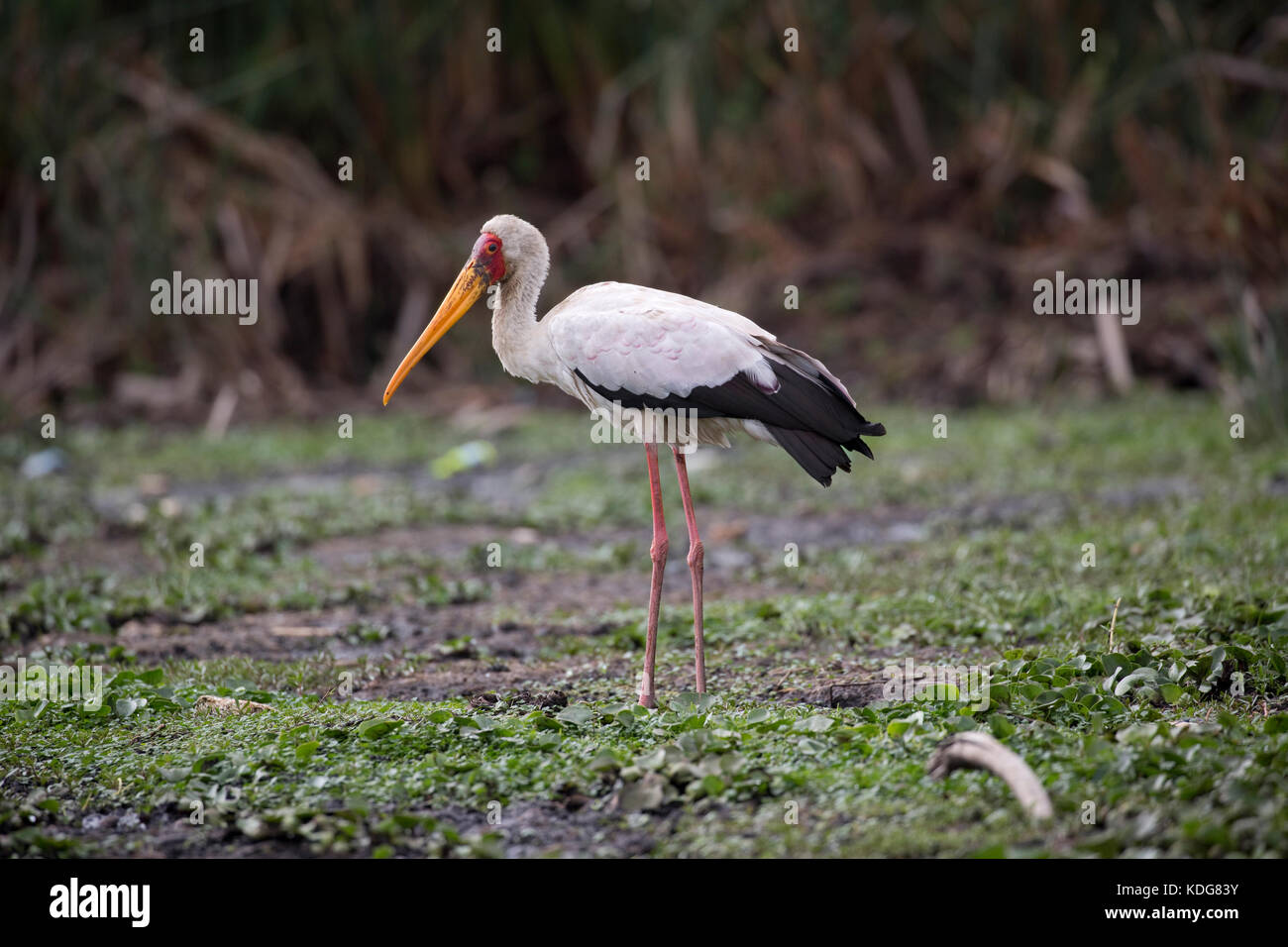 Nimmersatt ibis ibis Lake Naivasha Kenia Stockfoto