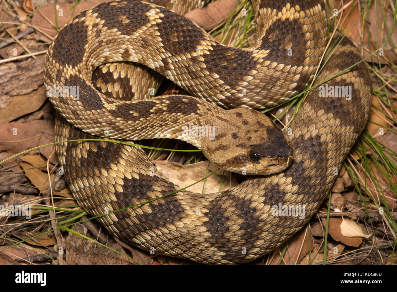 Western black-tailed Klapperschlange (Crotalus molossus) von Cochise County, Arizona, USA. Stockfoto