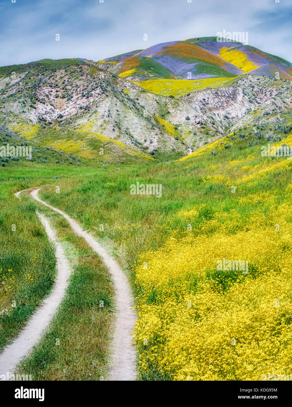 Field of Hillside Daisies (Monolopia lanceolata) und Dirt Road Carrizo Plain National Monument, Kalifornien Stockfoto
