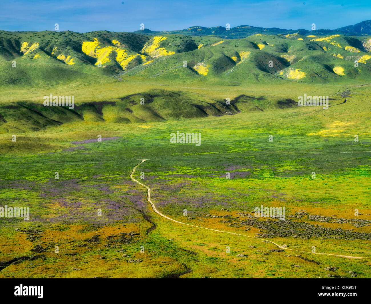 Straße durch Wildblumen. Carrizo Plain National Monument, Kalifornien Stockfoto