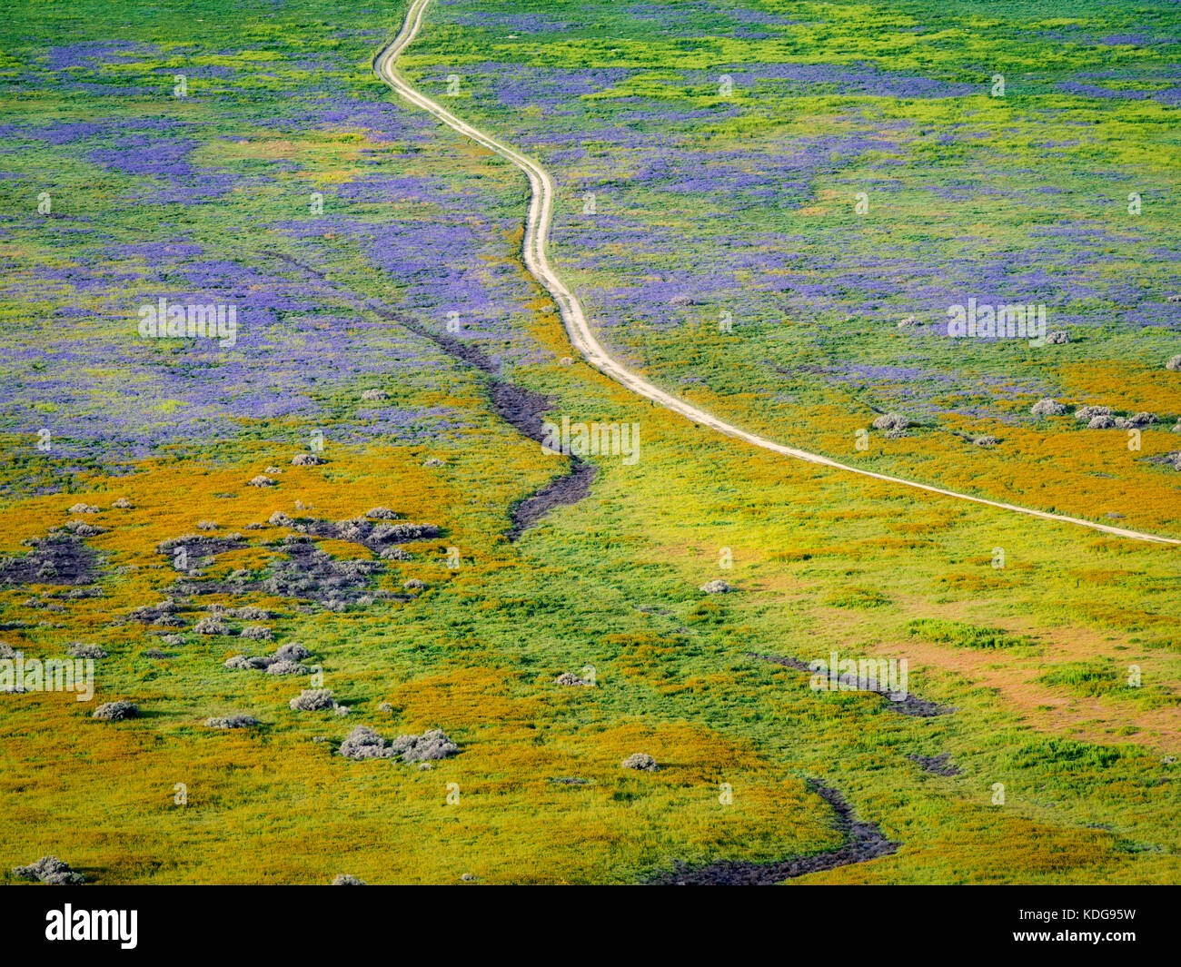 Straße durch Wildblumen. Carrizo Plain National Monument, Kalifornien Stockfoto